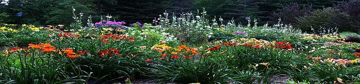 daylily display garden