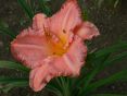 atlantadebutante