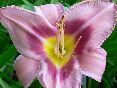 chicagoheirloom