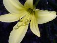 citrina