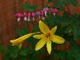 lemonlily