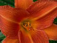 orangevols