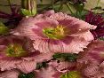 rosekatherine1