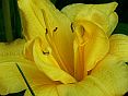 yellowbouquet