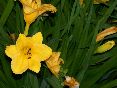 yellowlollypop1