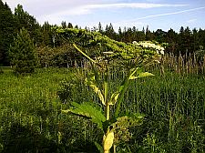 angelica