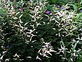 aruncusaethusifolia