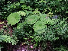 astilboides2