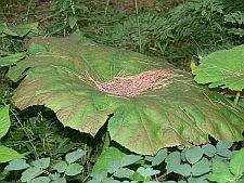 astilboidestabularis2.10