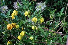 clematistangutica