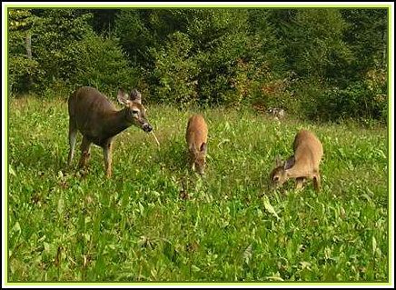doewithfawns
