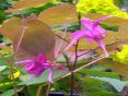 epimedium rose queen