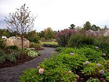 eupatorium1