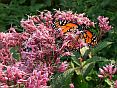 eupatorium gateway