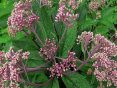 eupatorium riesenschrim