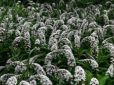 gooseneckloosestrife