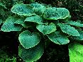 gardentreasure