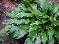 greenfountain
