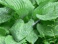 greenwedge