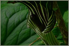 jackinthepulpit