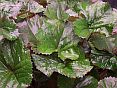 ligularia othello