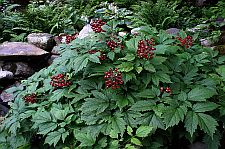 redbaneberry