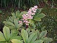 rodgersiaaesculifolia