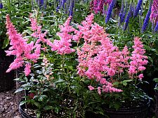 astilbe