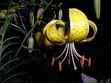 citronella