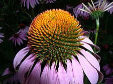 coneflowerhead