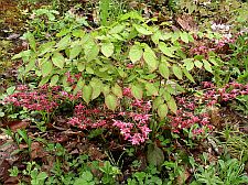 cplepimediums