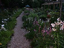 daylilypathway