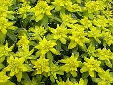 euphorbia