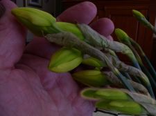 giftofspring