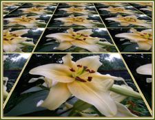 goldenstargazer