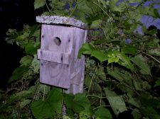grapesbirdhouse