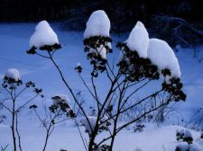 hatsonspirea