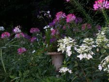 hydrangeaurn