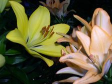 lilies