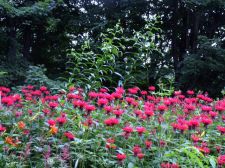 monarda