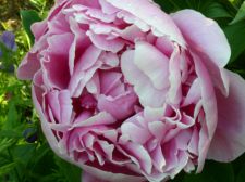morningpeony