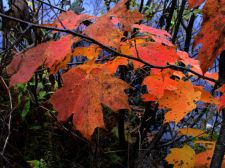 pondmaples