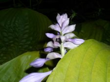 popupflowerssns