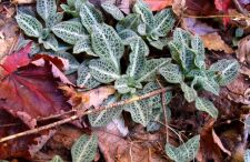 rattlesnakeorchid