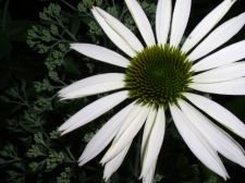 sedumnconeflower