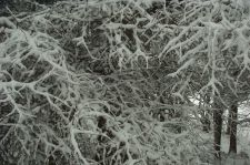 snowylarch