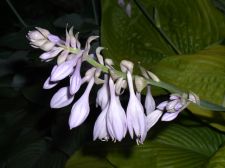 snsflowers