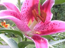 stargazer