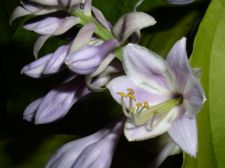 sumnsubflowers