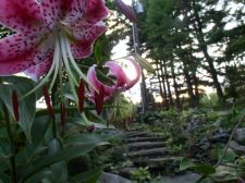 upthesteps